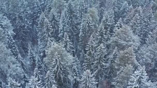 Forêt mixte de Sibérie en hiver . — Video