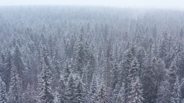 Взимку змішаний ліс Сибіру.. — стокове відео