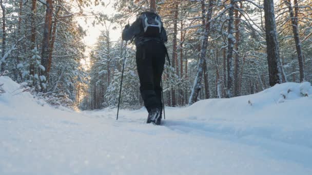 En ung man åker skidor i vinterskogen. — Stockvideo