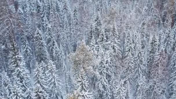 Kışın Sibirya 'nın karışık ormanları. — Stok video