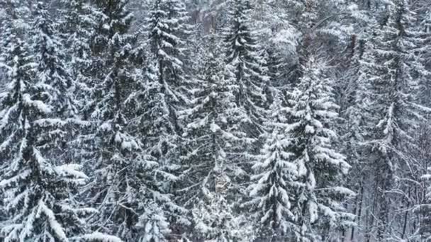 西伯利亚冬季混交林. — 图库视频影像