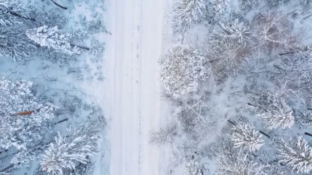 Náklaďák s nákladem na silnici uprostřed zasněžených lesů — Stock video