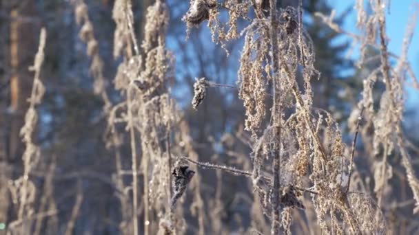 Hierba seca en el campo cubierto de nieve — Vídeo de stock