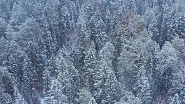 겨울 에시 베리아의 뒤섞인 숲. — 비디오