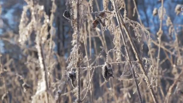 Gedroogde gras op besneeuwd platteland — Stockvideo