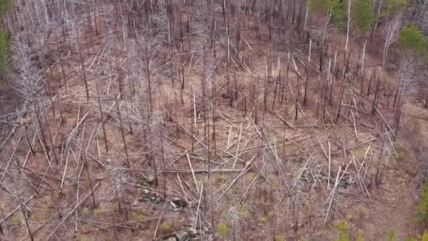 Glade avec des arbres secs tombés dans la forêt. Vue aérienne .