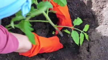 Bahçıvan yerdeki seraya domates eker.