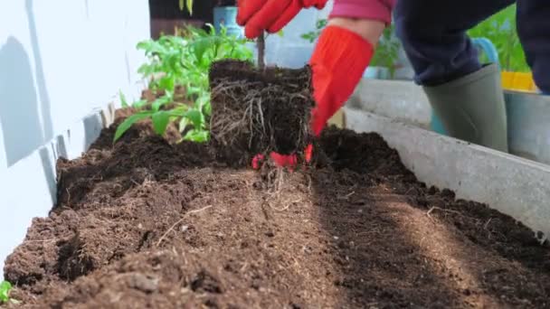 Ο κηπουρός φυτεύει ντομάτες στο θερμοκήπιο στο έδαφος — Αρχείο Βίντεο
