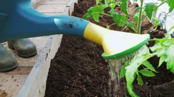 The gardener plants tomatoes in the greenhouse on the ground — Stock Video