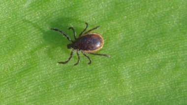 Ixodid kenesi bir yaprak ya da yaprak üzerinde emekler.