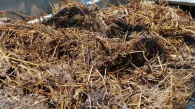 Bahçıvan seradaki bir yatağın üzerine inek gübresi koyar.