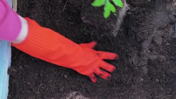 Садівник вирощує помідори в теплиці на землі — стокове відео