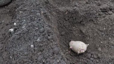 Bir çiftçi toprağa patates odunu ekiyor.