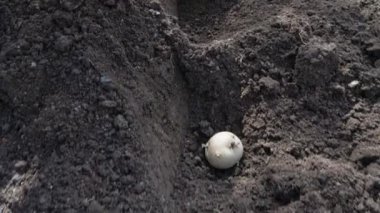 Bir çiftçi toprağa patates odunu ekiyor.