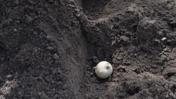 Een boer plant aardappelknollen in de grond — Stockvideo