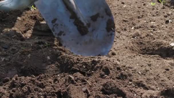 Un granjero cava el suelo con una pala en su jardín — Vídeos de Stock
