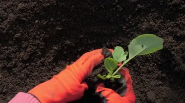 Bir kadın bahçıvan toprağa lahana ekiyor.