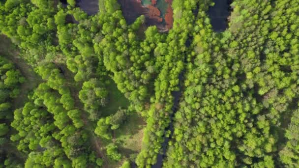 Lac toxique au milieu d'une forêt verte — Video