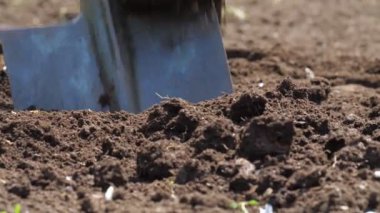 Bir çiftçi bahçesinde kürekle toprağı kazar.