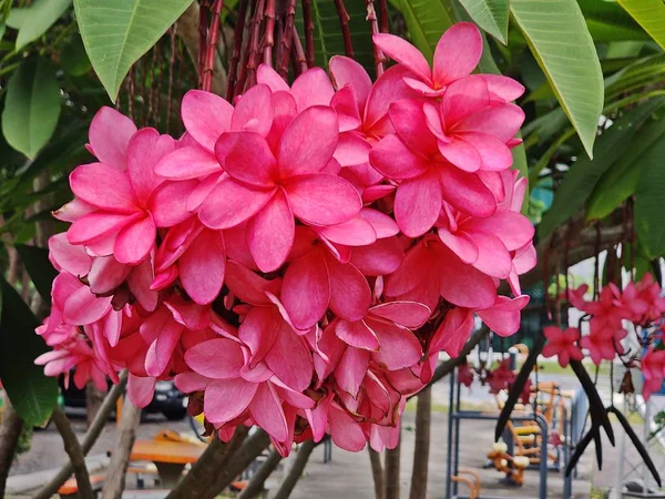 Pembe Frangipani çiçekleri tomurcuklanıyor.