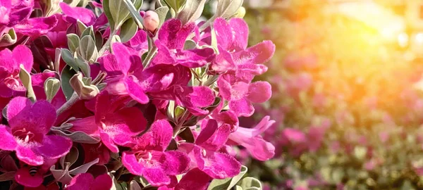 Güzel Güneşli Mor Çiçekler Arka Plan — Stok fotoğraf