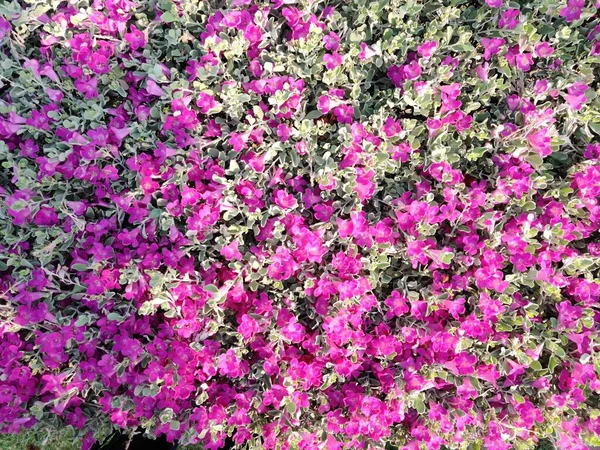 美丽艳丽的紫色花朵背景 — 图库照片