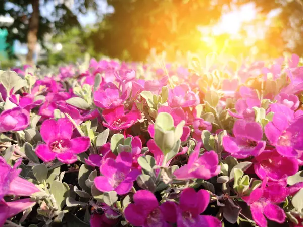 美丽艳丽的紫色花朵背景 — 图库照片