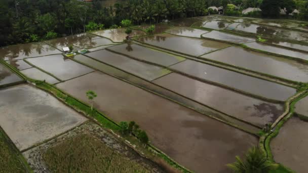 Rizs Terasz vízzel, Légi kilátás gyönyörű rizsföldek borított nap Ubud területén, Bali, Indonézia. — Stock videók