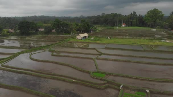 Вид с воздуха с беспилотника, летящего над Райс-террасой. Абстрактные геометрические формы сельскохозяйственных участков зеленого цвета с водой и пальмами в Убуде, Бали, Индонезия . — стоковое видео