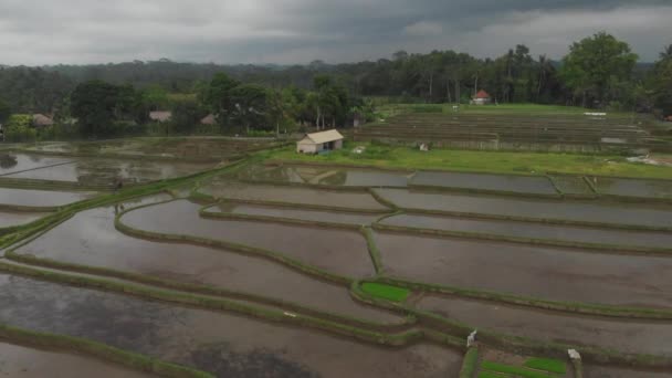 Vue aérienne depuis un drone survolant Rice Terrace. Formes géométriques abstraites de parcelles agricoles dans un champ de couleur verte avec de l'eau et des palmiers à Ubud, Bali, Indonésie .