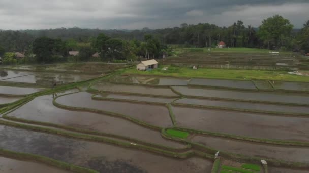 Aerial view from drone flying over Rice Terrace. Abstract geometric shapes of agricultural parcels in green color field with water and palm trees in Ubud, Bali, Indonesia. — Stock Video