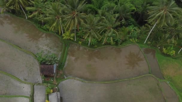 Вид сверху на абстрактные геометрические формы культурных участков зеленого цвета. Балийские рисовые поля с водой. Вид с воздуха с беспилотника прямо над полем . — стоковое видео