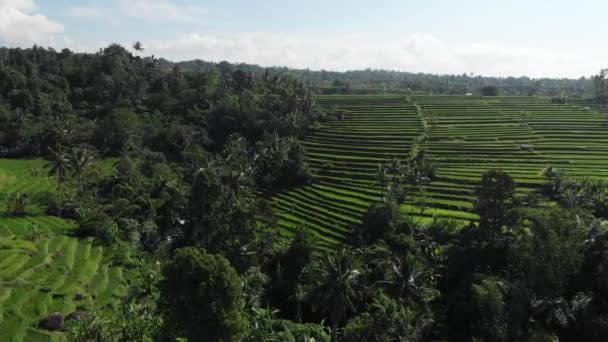 Video udara dalam sebuah lapangan beras pemandangan yang menakjubkan di Jatiluwih Rice Terraces, Bali, Indonesia, terbang di atas dengan drone, di atas teras nasi di sawah hari yang cerah. 4K rekaman . — Stok Video