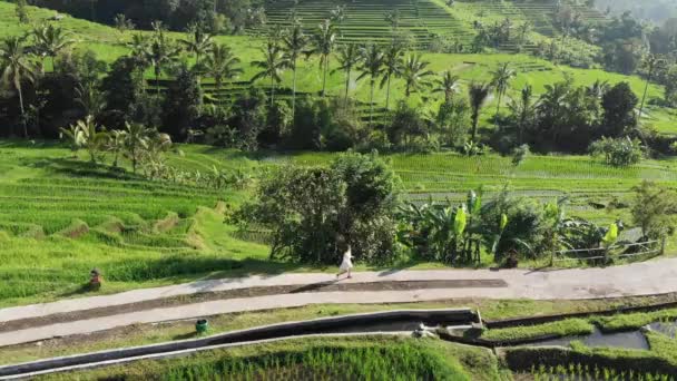 Jatiluwih Rice Terasları, Bali, Endonezya 'daki muhteşem pirinç tarlalarında koşan bir kadının hava görüntüsü. Pirinç tarlalarının üzerinde güneşli bir günde pirinç tarlaları. — Stok video