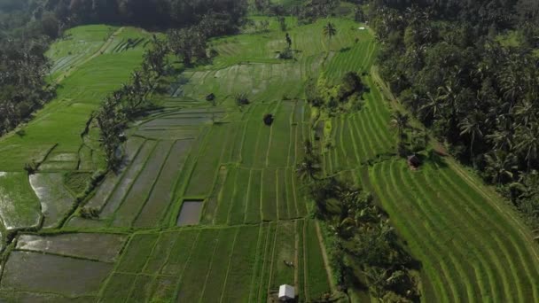 Luchtfoto vanuit de drone die over Rice Terrace vliegt. Abstracte geometrische vormen van landbouwpercelen in groen kleurenveld met water en palmbomen in Jatiluwih Rice Terraces, Bali, Indonesië. — Stockvideo