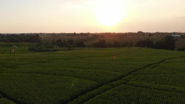 Güneş batımında pirinç tarlaları, pirinç tarlaları üzerinde uçan insansız hava aracı palmiye ağaçları ve kırsal kesimde motosikletli yollar. Canggu, Bali, Endonezya. — Stok video