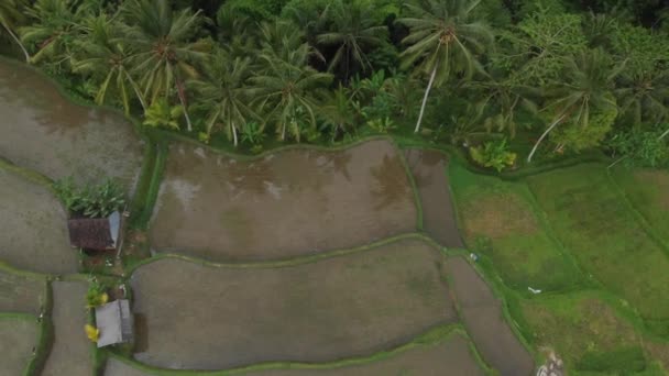 Vista superior de las formas geométricas abstractas de las parcelas agrícolas en color verde. Campos de arroz balineses con agua. Vista aérea desde el dron directamente sobre el campo y las palmeras . — Vídeo de stock