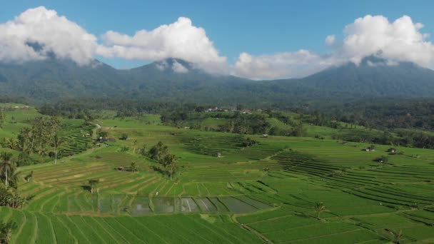 Flygfoto över risfält på Jatiluwih Rice Terrasser och berg, Bali, Indonesien, flyger med en drönare ovanför risterrasser i solig dag på landsbygden. — Stockvideo