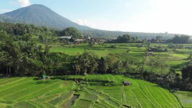 Drone aerial view in an amazing landscape rice field on Jatiluwih Rice Terraces and mountain, Bali, Indonesia, top drone view above rice terraces in sunny day rice field. 4K footage.