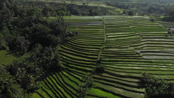 Aerial view of rice terrace. Drone flight over of Jatiluwih rice field. Bali, Indonesia — 비디오