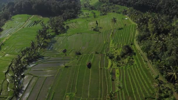 Widok z lotu ptaka z tarasu ryżowego. Streszczenie geometrycznych kształtów działek rolnych w zielonym polu kolorystycznym z wodą i palmami na tarasach ryżowych Jatiluwih, Bali, Indonezja. — Wideo stockowe