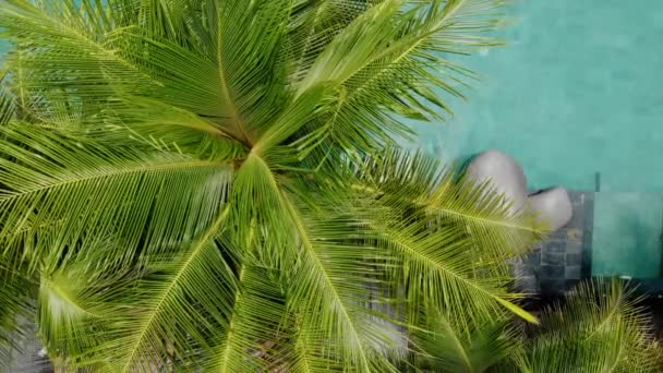 Vista aérea de 4K sobre palmeras verdes y piscina infinita de lujo turquesa en trópico. Piscina. Viajes vacaciones fondo . — Vídeo de stock