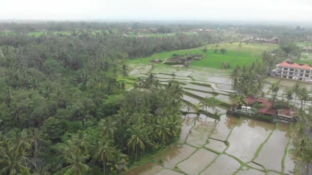 Vue aérienne depuis un drone survolant la terrasse de riz avec de l'eau, des palmiers et une route avec des motos dans la campagne et des maisons à Ubud, Bali, Indonésie . — Video