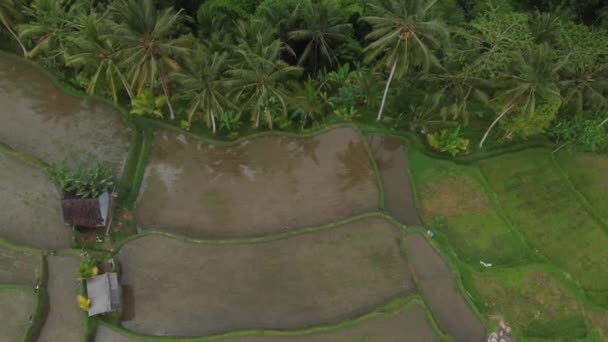 Top view of Abstract geometric shapes of agricultural parcels in green color. Bali rice fields with water. Aerial view from drone directly above field and palm trees. — Stock Video