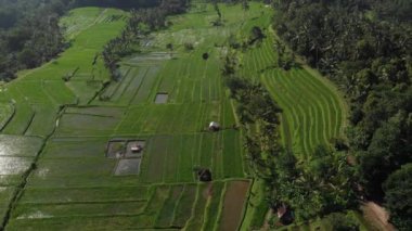 Rice Terrace Aerial view from drone. Abstract geometric shapes of agricultural parcels in green color field with water and palm trees in Jatiluwih Rice Terraces, Bali, Indonesia.