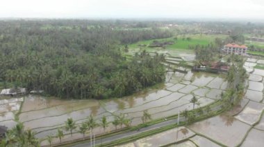 Pirinç Terası üzerinde suyla uçan İHA 'nın hava görüntüsü. Yeşil renkli alanlardaki tarım paketlerinin soyut geometrik şekilleri, Ubud, Bali, Endonezya kırsallarındaki palmiye ağaçları ve yollar.