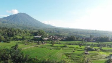 Jatiluwih Rice Terasları, Bali, Endonezya 'da, pirinç tarlalarının üzerindeki pirinç tarlalarının üzerinde insansız hava aracı ile zumlanan muhteşem bir manzara pirinç tarlasında. 4k görüntü.