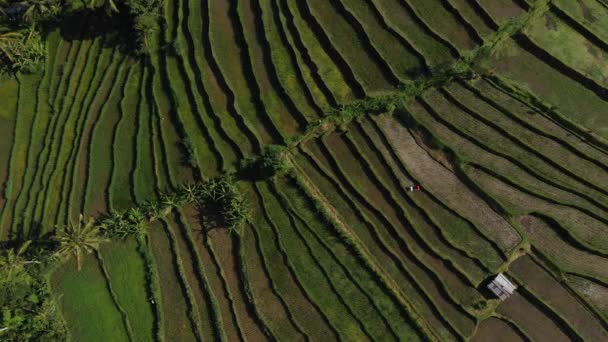 Terrasse de riz Vue aérienne depuis un drone. Formes géométriques abstraites de parcelles agricoles dans un champ de couleur verte et d'arbres à Jatiluwih Rice Terraces, Bali, Indonésie . — Video