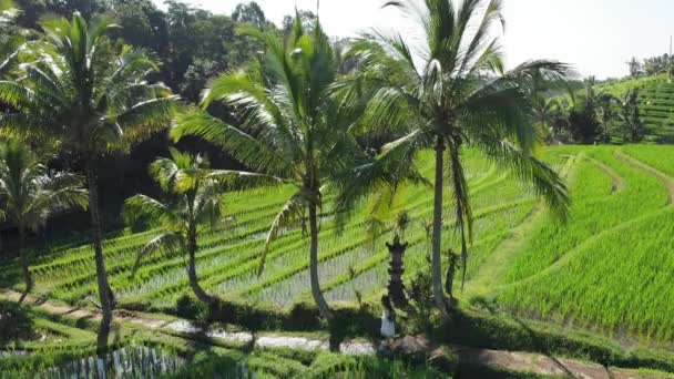 Luchtfoto van vrouw wandelen in rijstveld en palmbomen pad op Jatiluwih Rice Terraces, Bali, Indonesië, top drone uitzicht boven rijst terrassen op het platteland in zonnige dag rijstveld — Stockvideo