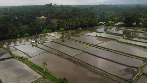 Bovenaanzicht van abstracte geometrische vormen van landbouwpercelen in groene kleur. Bali rijstvelden met water. Luchtzicht vanuit drone direct boven het veld. — Stockvideo